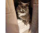 Adopt Ruth a Norwegian Forest Cat, Domestic Long Hair