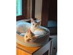 Adopt Dasher (female ) and Donner (male) a Domestic Short Hair