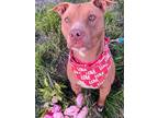 Adopt Awesome handsome, sweet, lightning McQueen a American Staffordshire