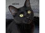 Adopt Aidan a American Shorthair