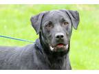 Adopt ADAMS a Labrador Retriever