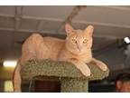 Adopt Duncan a Domestic Short Hair