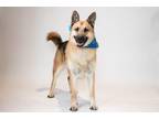 Adopt Titus a German Shepherd Dog, Border Collie