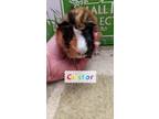 Castor Pollux And Auggie Were Dumped At A Shelter That Was Not Equipped To Take Guinea Pigs They Were Underweight And Dirty But Doing Great Now That T