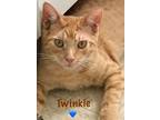 Adopt Twinkie a Domestic Short Hair