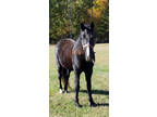 14H Beautiful Experienced Trail Mare In Foal