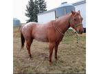 Year Old Red Roan