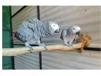 003 TY 2 African Grey Parrots Birds