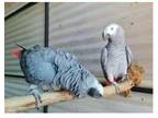 F8VI 2 African Grey Parrots Birds
