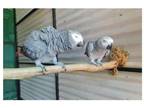 25 CCO 2 African Grey Parrots Birds