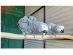 V2RR 2 African Grey Parrots Birds