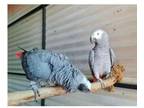 001 TT 2 African Grey Parrots Birds