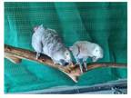 13 CT 2 African Grey Parrots Birds