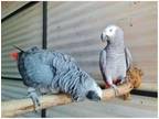 WVG3 2 African Grey Parrots Birds
