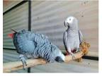 VCC3 2 African Grey Parrots Birds