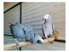 46 RTR 2 African Grey Parrots Birds