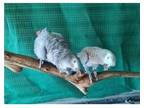 IL2X 2 African Grey Parrots Birds