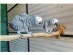 71 FN 2 African Grey Parrots Birds