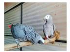 23 EV 2 African Grey Parrots Birds
