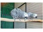 EUH3 2 African Grey Parrots Birds