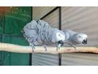 GIL3 2 African Grey Parrots Birds
