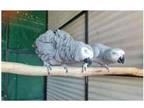 YY 2 African Grey Parrots Birds Text Or Call 501  904  9454 For More Information Still Available At ListedBuy