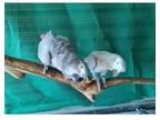 AT2 2 African Grey Parrots Birds