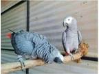 IS2 2 African Grey Parrots Birds