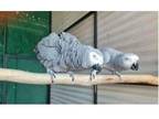 LISC3 2 African Grey Parrots Birds