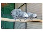 66 J0 2 African Grey Parrots Birds