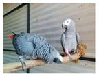 GQ3 2 African Grey Parrots Birds