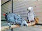 UPW3 2 African Grey Parrots Birds