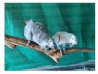 MBA4 2 African Grey Parrots Birds