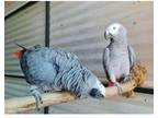 AFI2 2 African Grey Parrots Birds