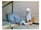 06 FJII 2 African Grey Parrots Birds