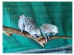 62 MF 2 African Grey Parrots Birds