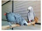 HS5T 2 African Grey Parrots Birds