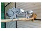 23 QQ 2 African Grey Parrots Birds