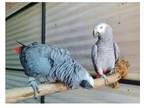 TIIX3 2 African Grey Parrots Birds