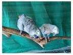 IW3E 2 African Grey Parrots Birds