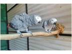 91 RK 2 African Grey Parrots Birds