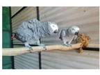 CR4 2 African Grey Parrots Birds