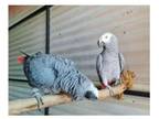 50 NI 2 African Grey Parrots Birds
