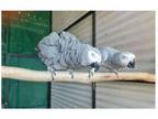 24 TV 2 African Grey Parrots Birds