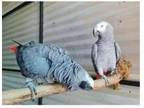 V2SSX 2 African Grey Parrots Birds