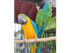 AGS3 2 African Grey Parrots Birds