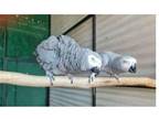 FX1TT 2 African Grey Parrots Birds