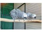 31 KS 2 African Grey Parrots Birds
