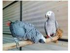 MBC2 2 African Grey Parrots Birds