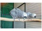 46 GK 2 African Grey Parrots Birds